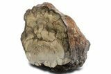 Polished Fossil Stromatolite (Chlorellopsis?) Section - Wyoming #355981-1